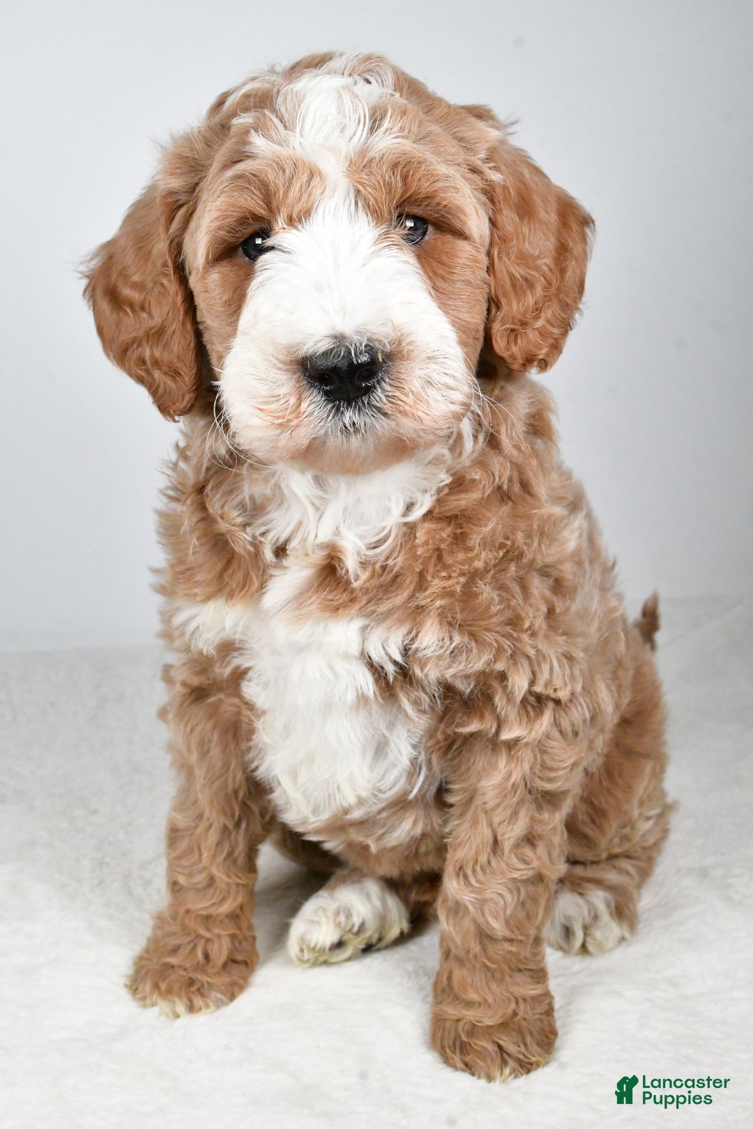 Labradoodle dogs for sale: Nash - Ad 2