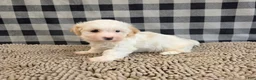 Havanese dogs for sale: Hans - Ad 7