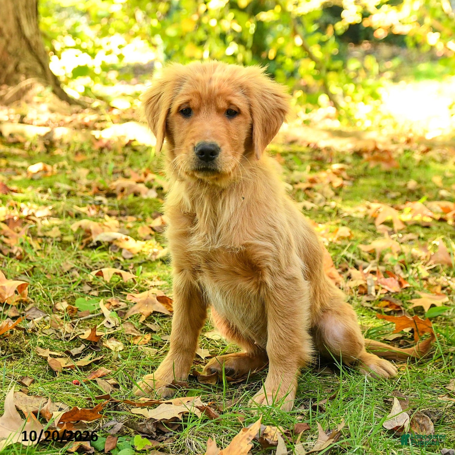 Golden Retriever dogs Dhanna - Ad 1