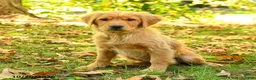 Golden Retriever dogs for sale: Dhanna - Ad 1