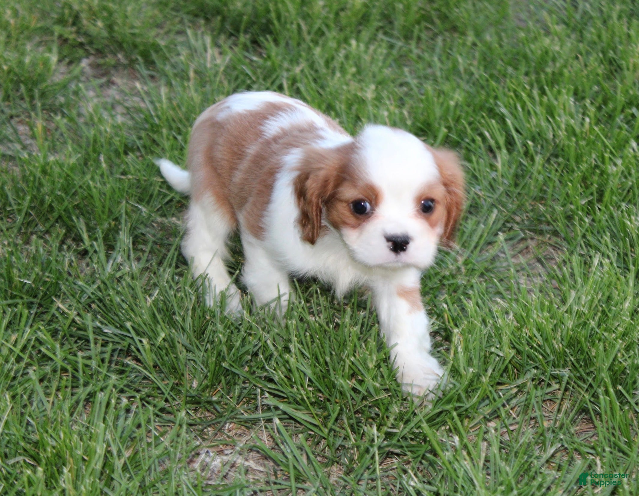 Cavalier King Charles Spaniel dogs Hank Cavalier King Charles Spaniel Puppy  - Ad 2