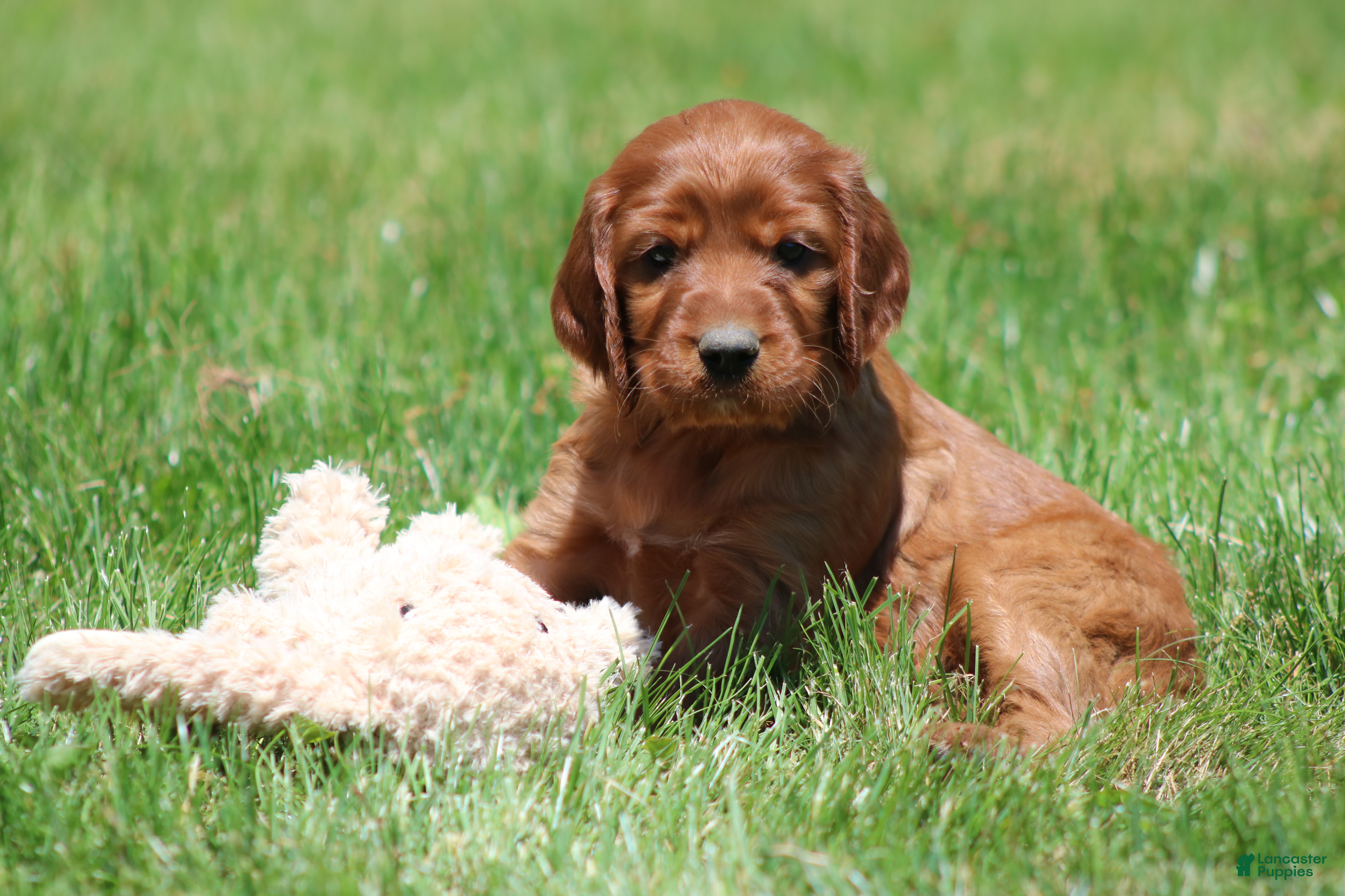 Irish Setter dogs for sale: Summer - Ad 1