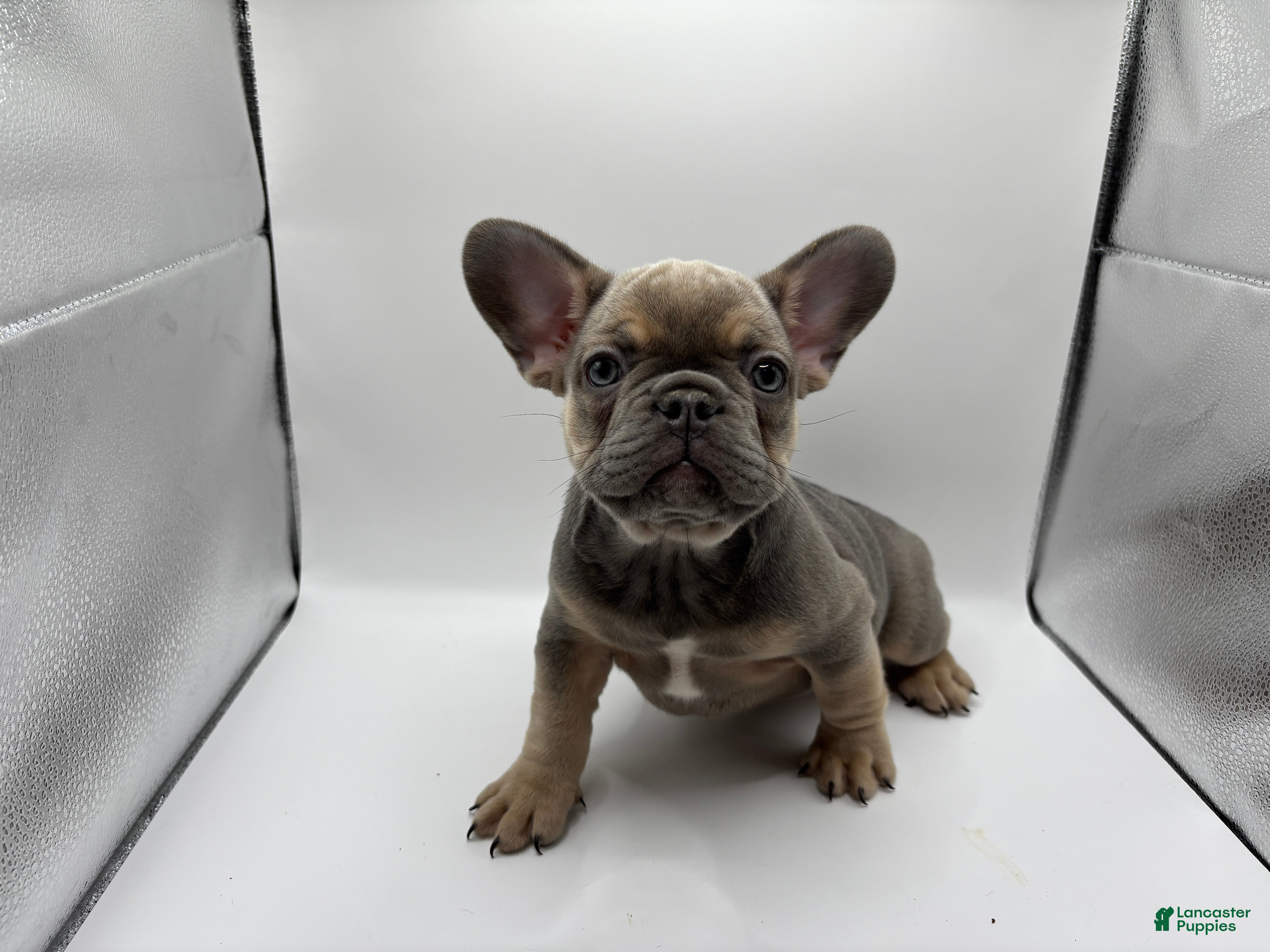 French Bulldog dogs French Bulldog Puppy 3 - Ad 33