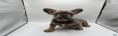 French Bulldog Puppy 3