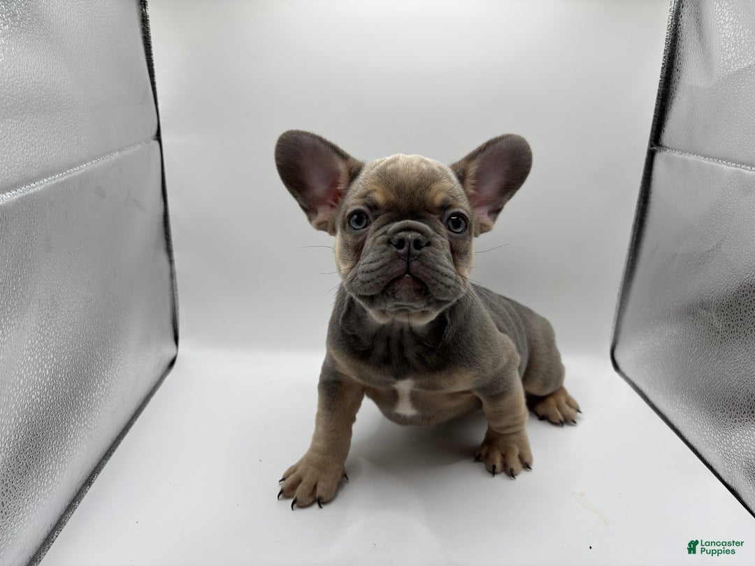 French Bulldog dogs for sale: French Bulldog Puppy 3 - Ad 1