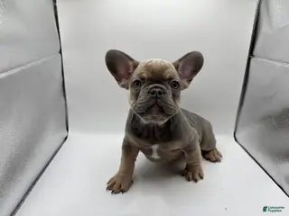 French Bulldog dogs French Bulldog Puppy 3 - Ad 33