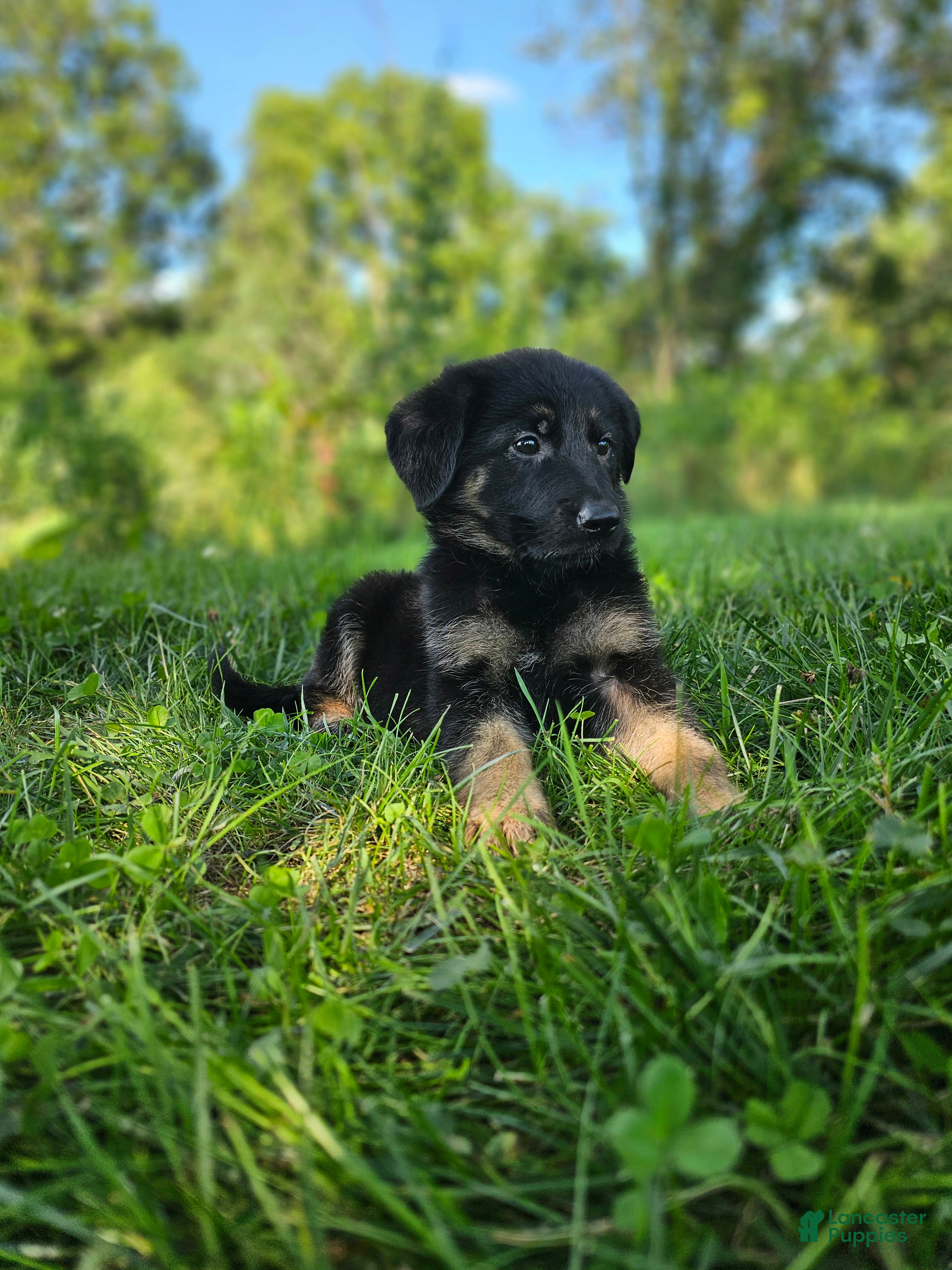 German Shepherd dogs Sally - Ad 2