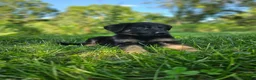 German Shepherd dogs for sale: Sally - Ad 2
