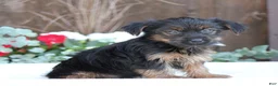 Yorkshire Terrier dogs for sale: Sparky - Ad 6