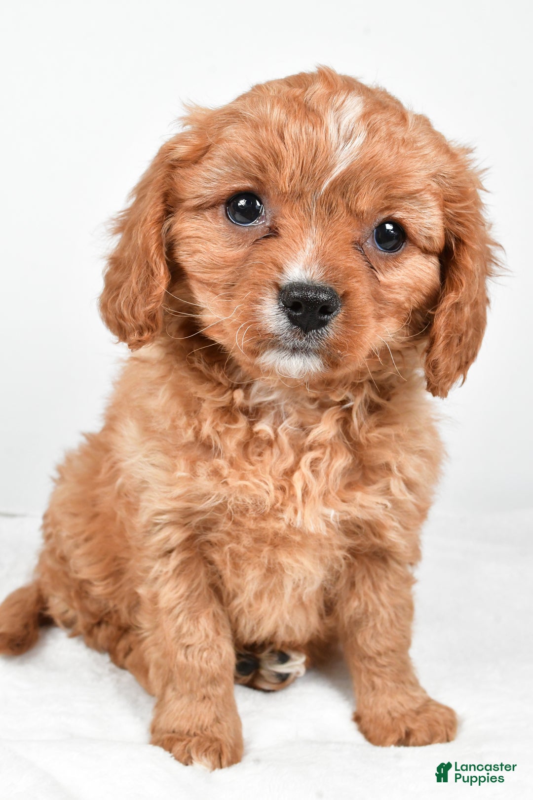 Cavapoo dogs for sale: Penny f one b - Ad 6