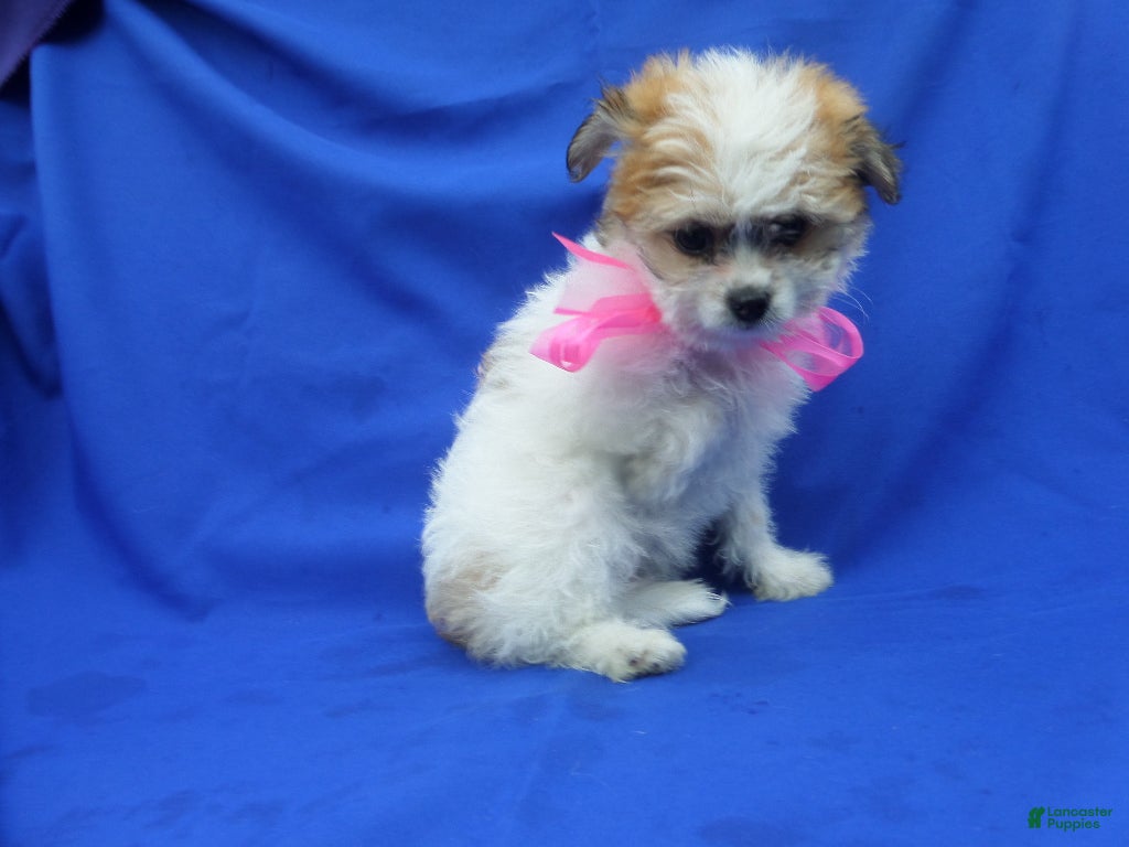 Pomapoo dogs Bon Bon - Ad 1