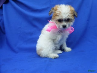 Pomapoo dogs Bon Bon - Ad 3