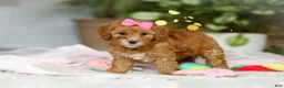 Cavapoo dogs for sale: Missy - Ad 2