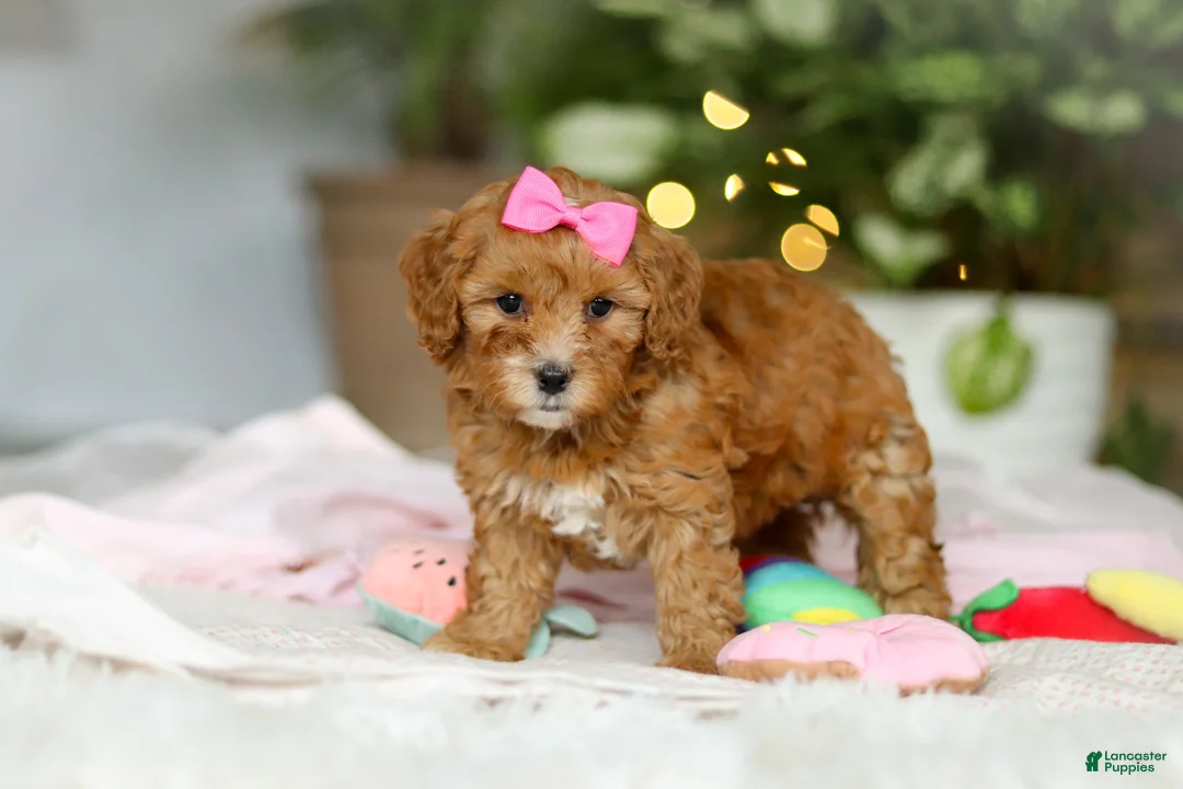 Cavapoo dogs for sale: Missy - Ad 2