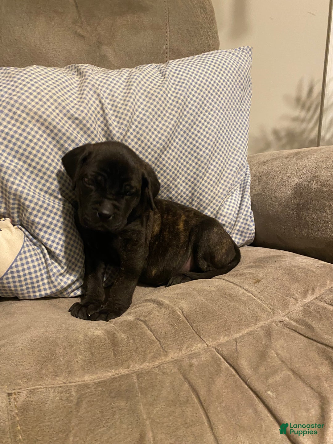English Mastiff dogs for sale: English Mastiff Puppy 1 - Ad 5