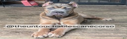 Cane Corso dogs for sale: Doja - Ad 9