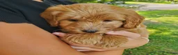 Mini Goldendoodle dogs for sale: Ginger - Ad 8