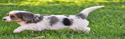 Mixed Breed dogs for sale: Sterling - Mini Bernedoodle - Ad 7