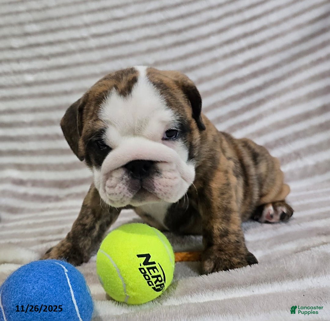 English Bulldog dogs for sale: Lulu - Ad 5