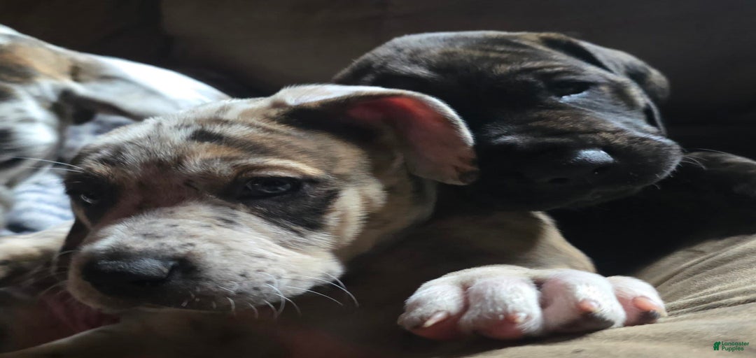 Gallery Image {{count}}