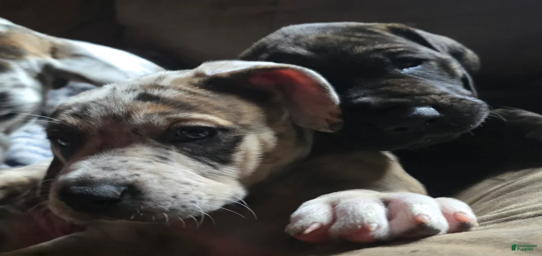 Gallery Image {{count}}