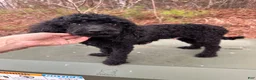 Miniature Poodle dogs for sale: Onyx - Ad 1