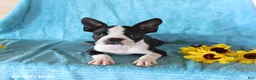 Boston Terrier dogs for sale: Starlight - Ad 3