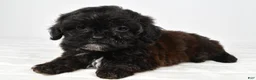 Shihpoo dogs for sale: Wyatt toy - Ad 1