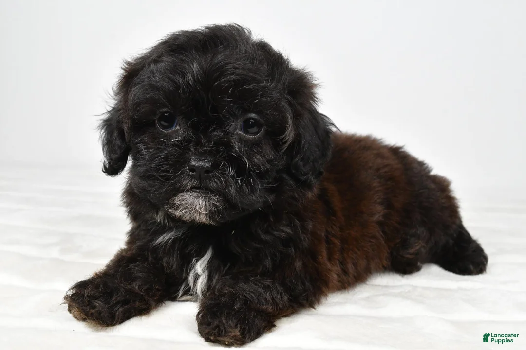 Shihpoo dogs for sale: Wyatt toy - Ad 1