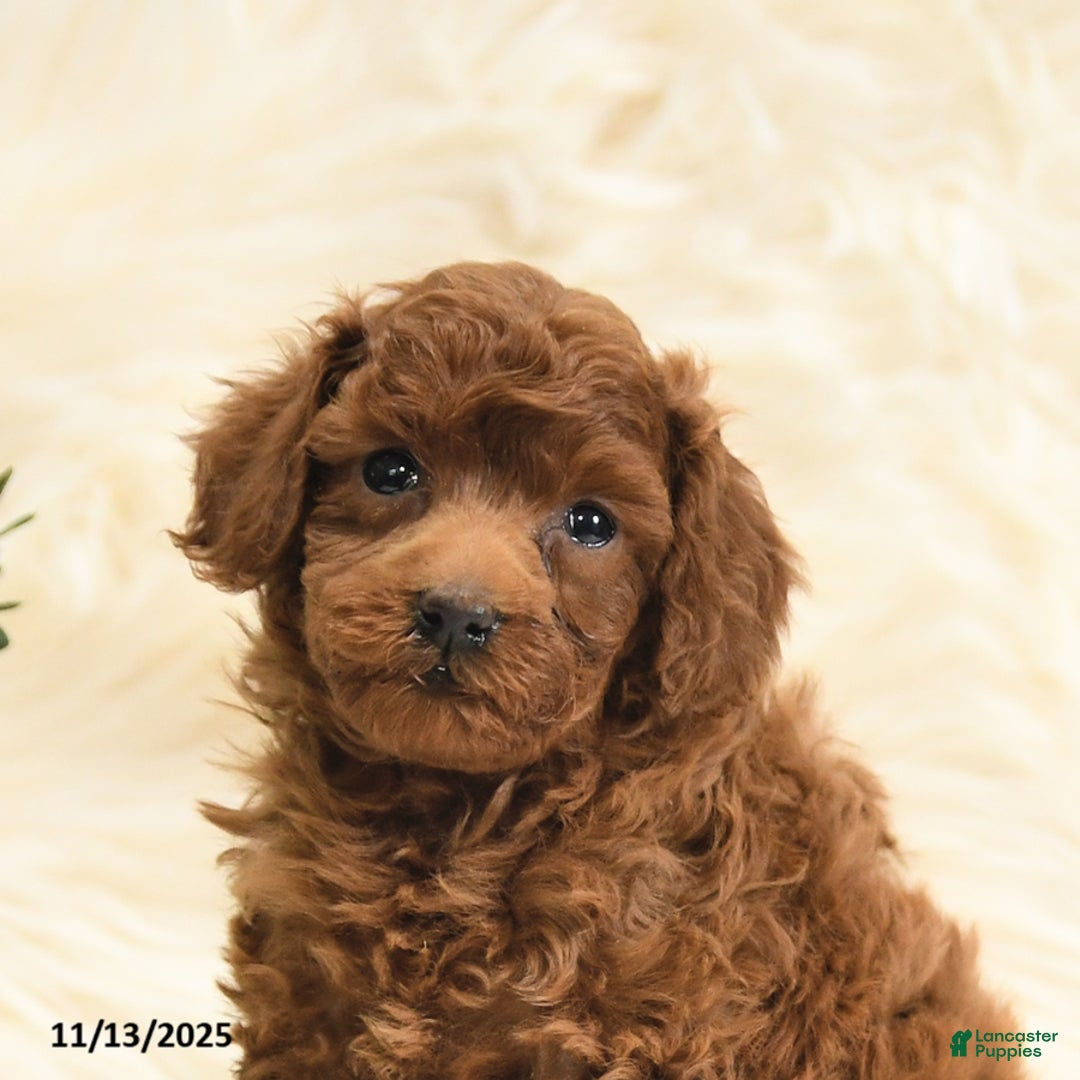 Toy Poodle dogs for sale: Lucky - Ad 10