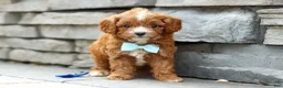 Cavapoo dogs for sale: Buddy - Ad 5