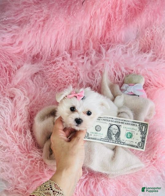 Maltese dogs Maltese Puppy 1 - Ad 1