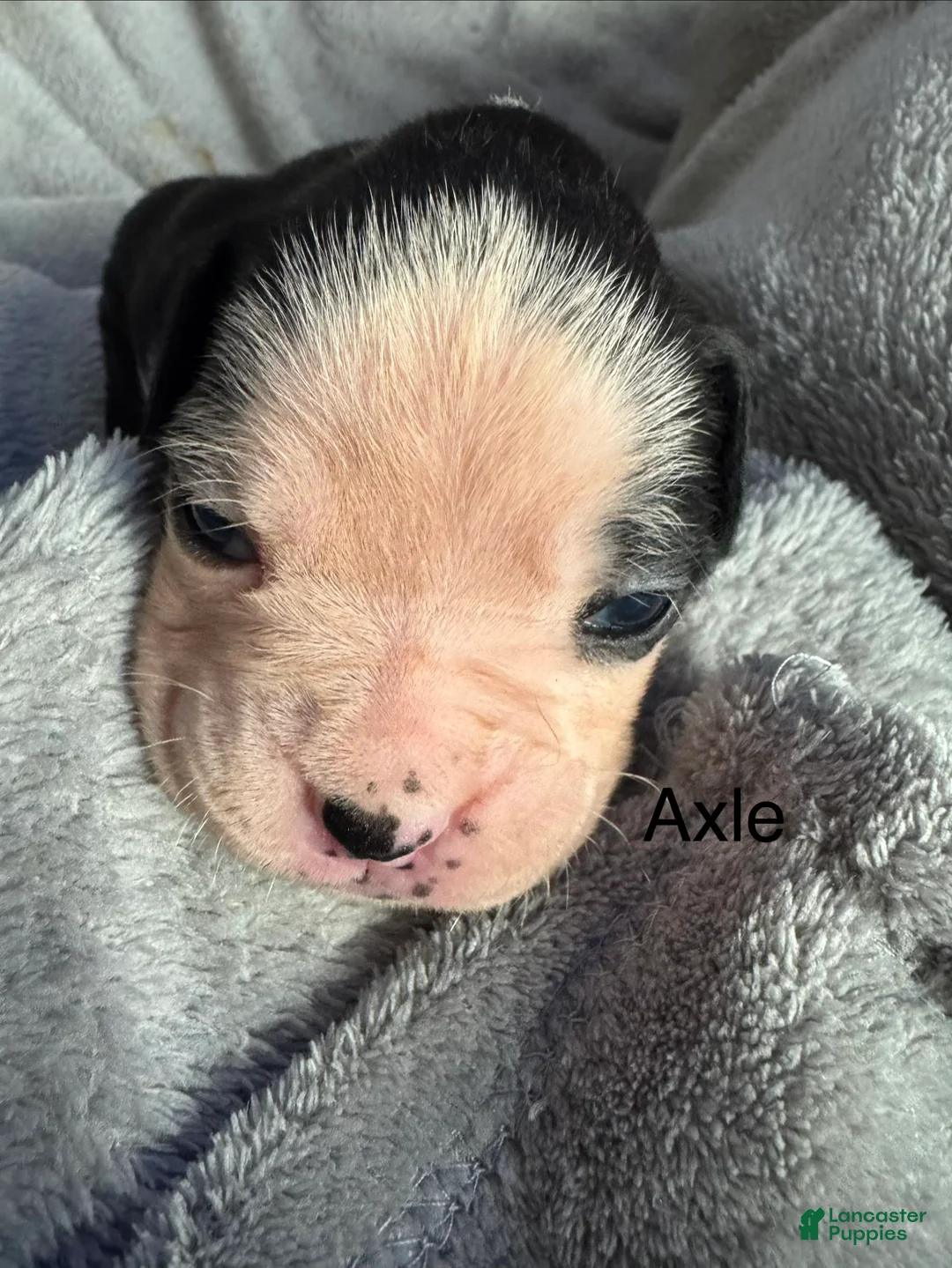 Boxer dogs for sale: Luna  - Ad 19