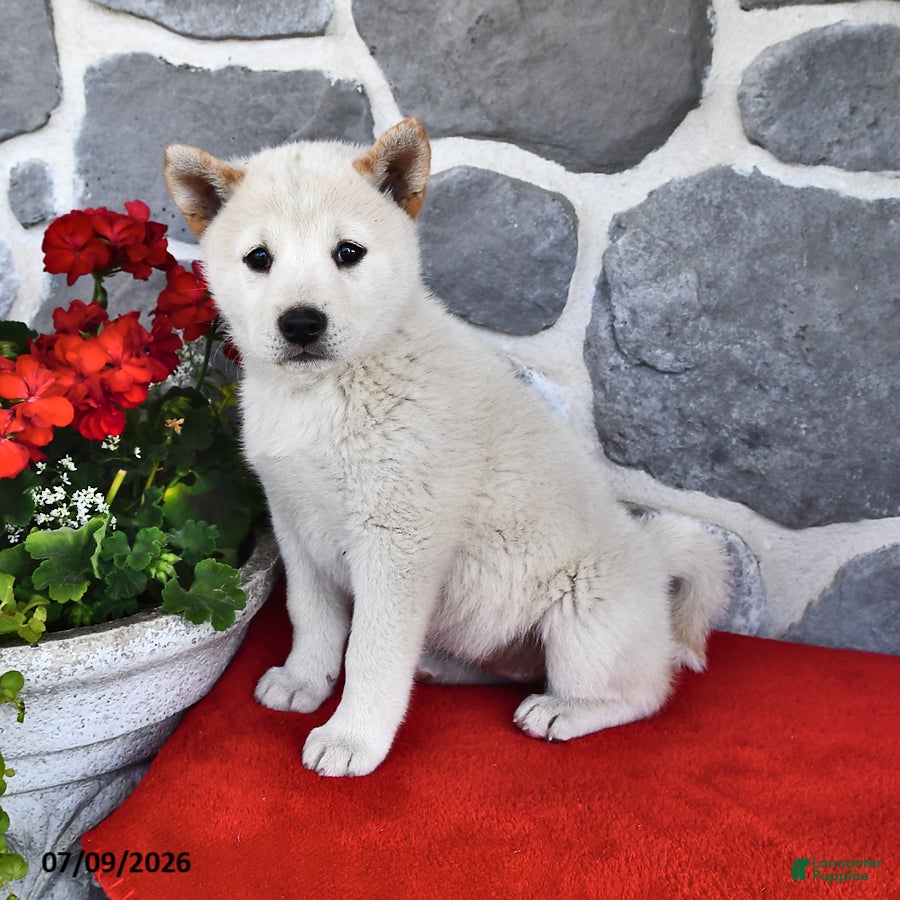 Shiba Inu dogs Oakley - Ad 1