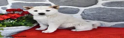 Shiba Inu dogs for sale: Oakley - Ad 1