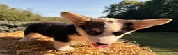 Welsh Corgi Pembroke dogs for sale: Kelsy - Ad 3