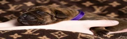 Cane Corso dogs for sale: Midnight Groove’s So Anxious - Ad 2