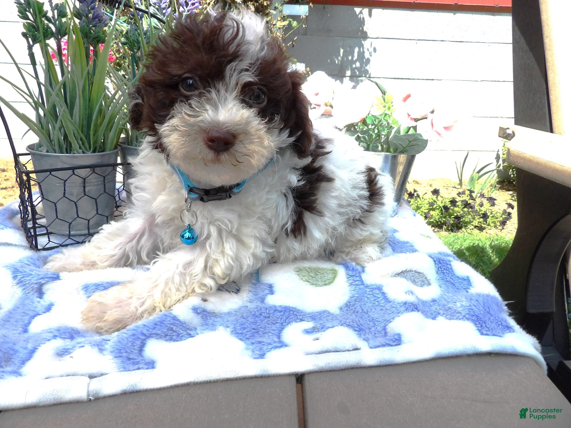 Aussiedoodle Puppies for sale in Cuyahoga Falls, Ohio Lancaster
