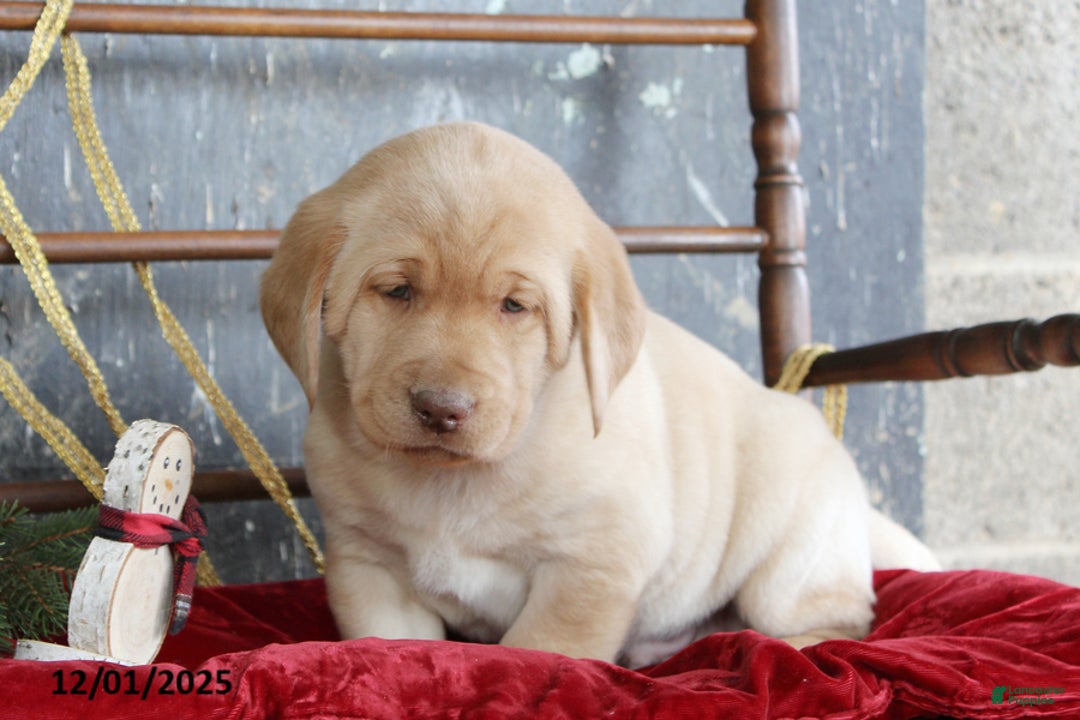 Labrador Retriever dogs for sale: Kody - Ad 1