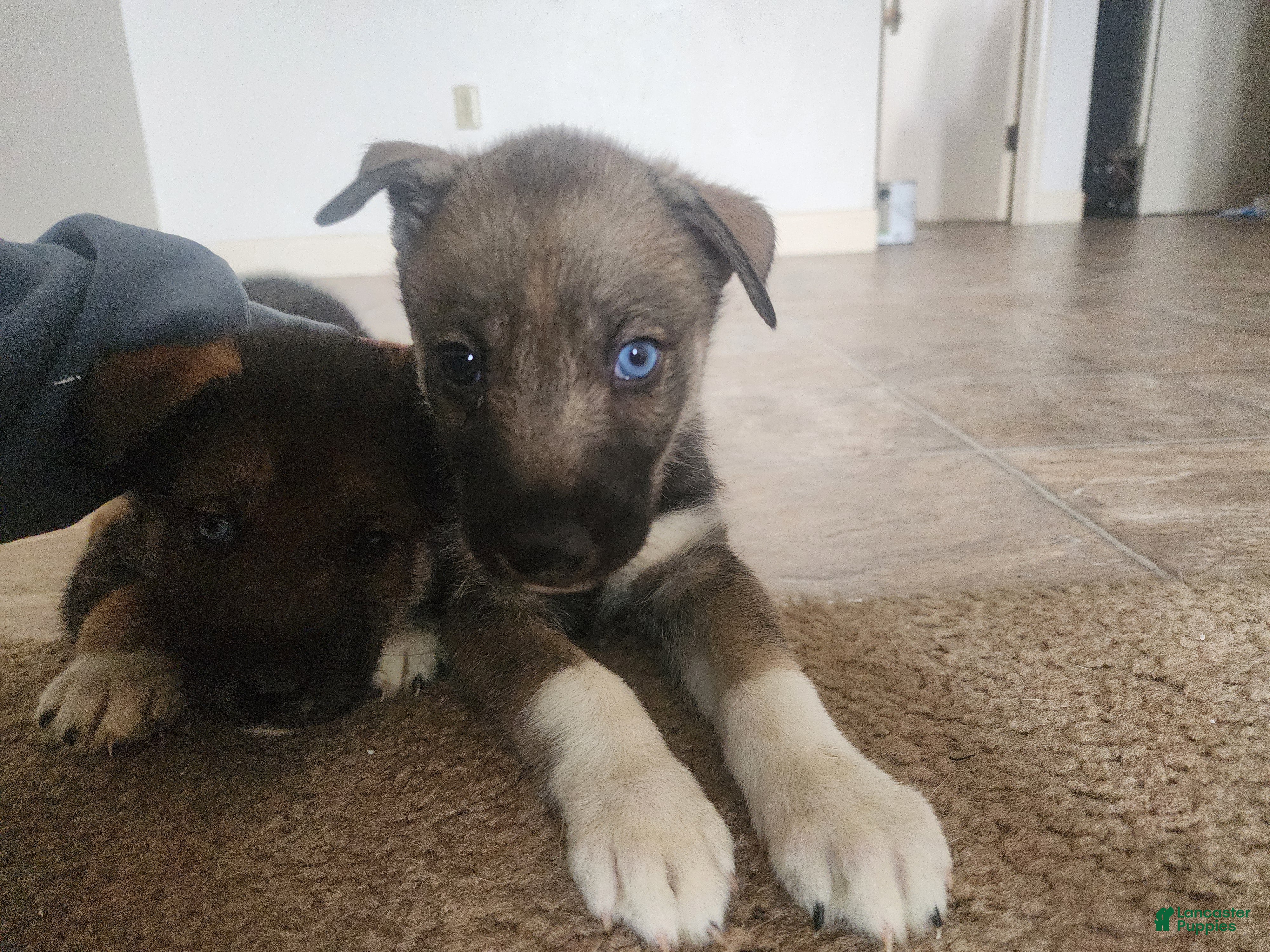 Mixed Breed dogs Dubai - Ad 33