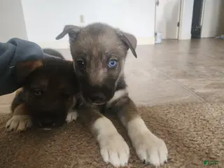 Mixed Breed dogs Dubai - Ad 33