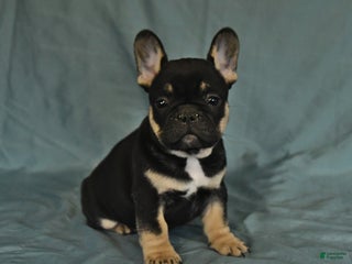 French Bulldog dogs - Ad 19