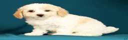 Miniature Poodle dogs for sale: Cindy - Ad 5