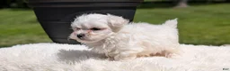 Maltese dogs for sale: Maddox - Ad 5
