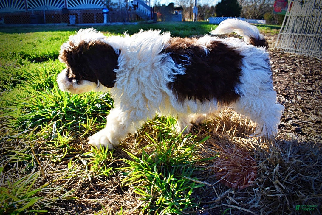 Havapoo dogs for sale: Simba - Ad 12