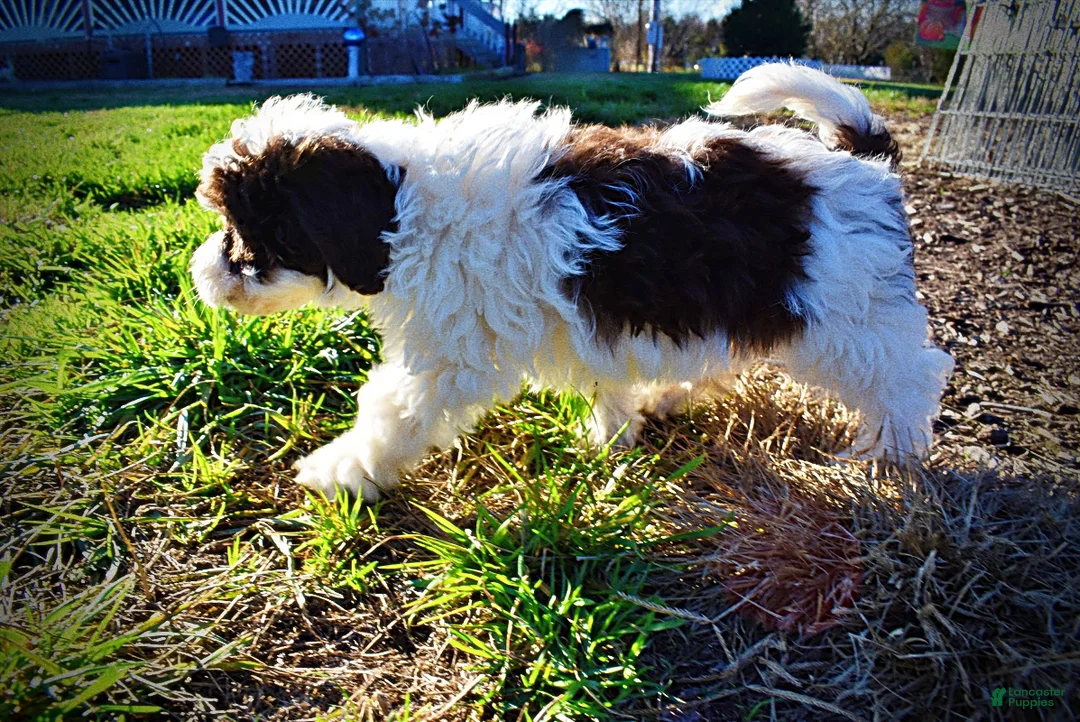 Havapoo dogs for sale: Sunny - Ad 48