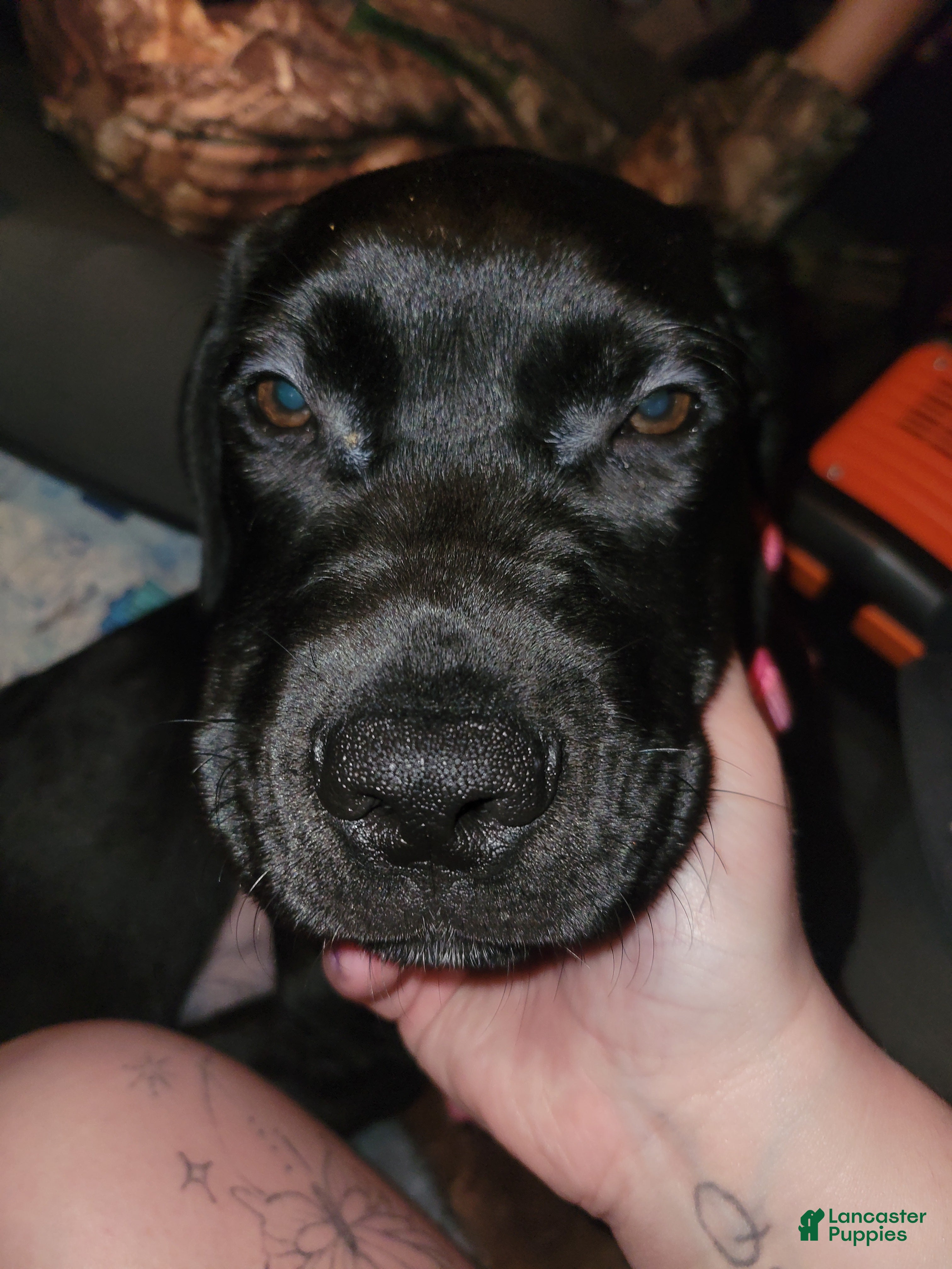 Mixed Breed dogs Mixed Breed Puppy 1 - Ad 24