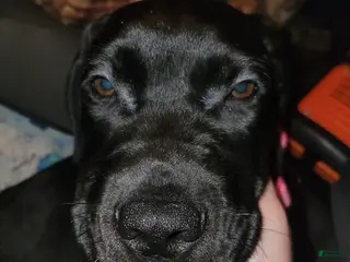 Mixed Breed dogs Mixed Breed Puppy 1 - Ad 24