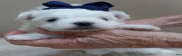Maltese dogs for sale: Halo - Ad 5