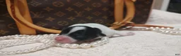 Chihuahua dogs for sale: Zorro - Ad 2
